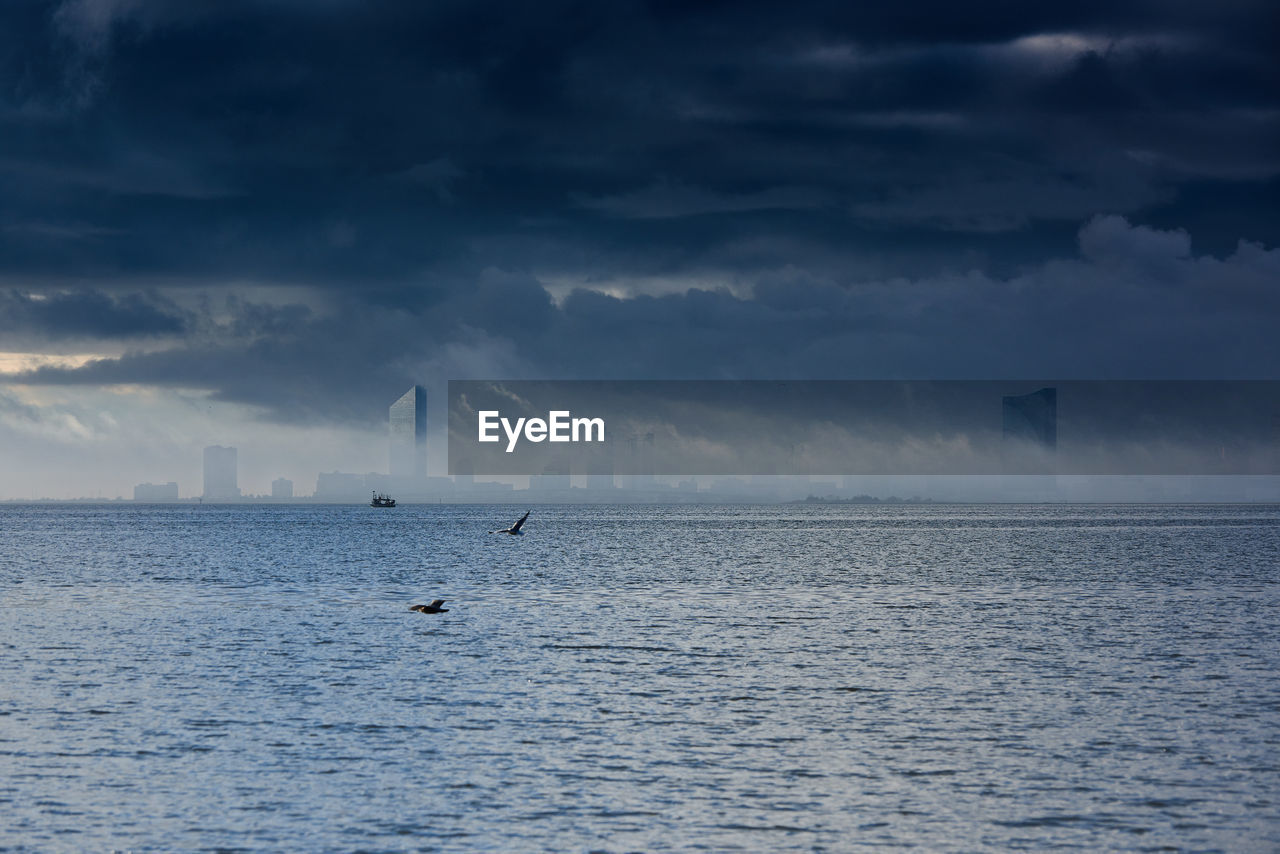 SEAGULL FLYING OVER SEA