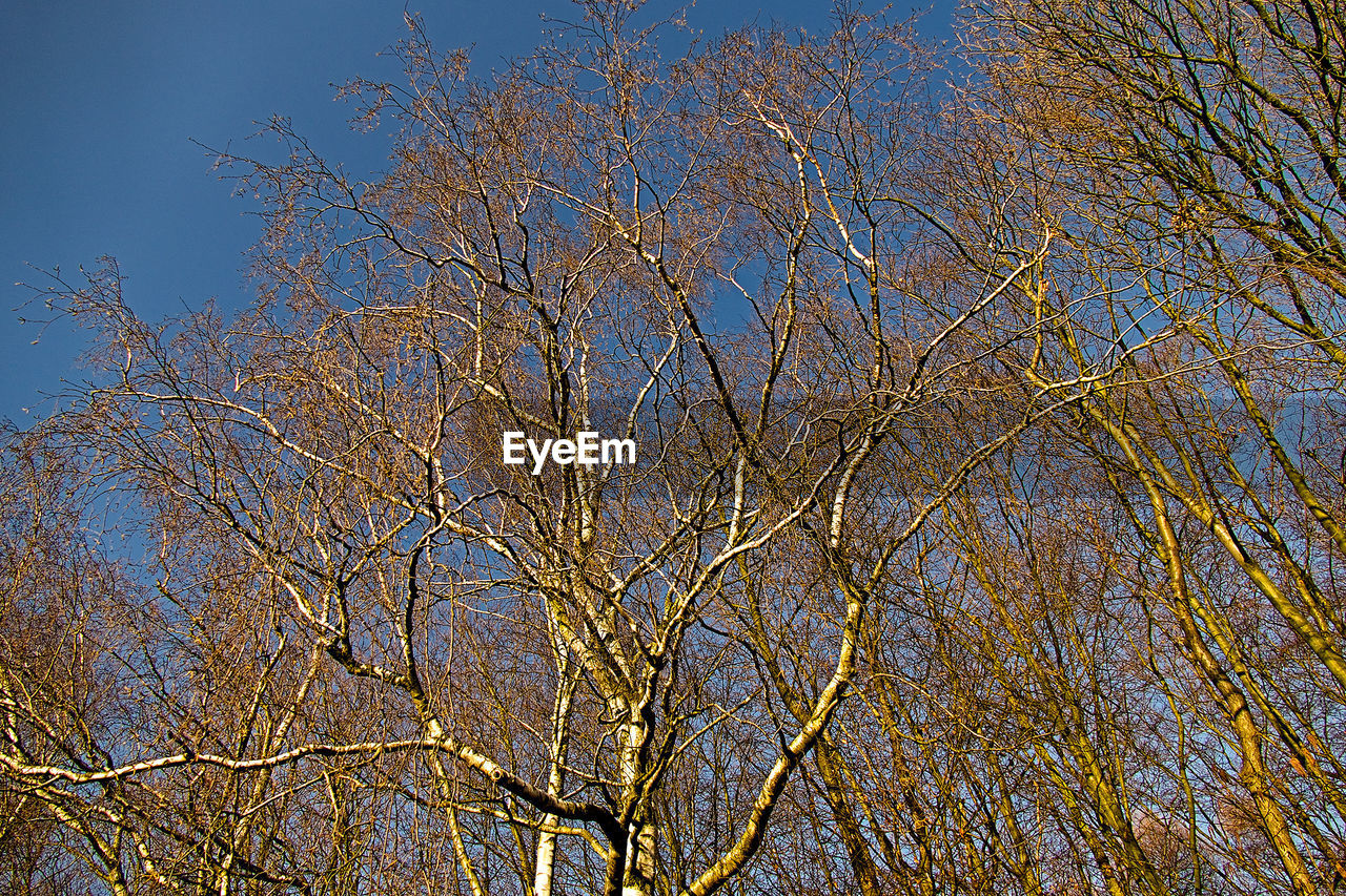 LOW ANGLE VIEW OF BARE TREE AGAINST BLUE SKY