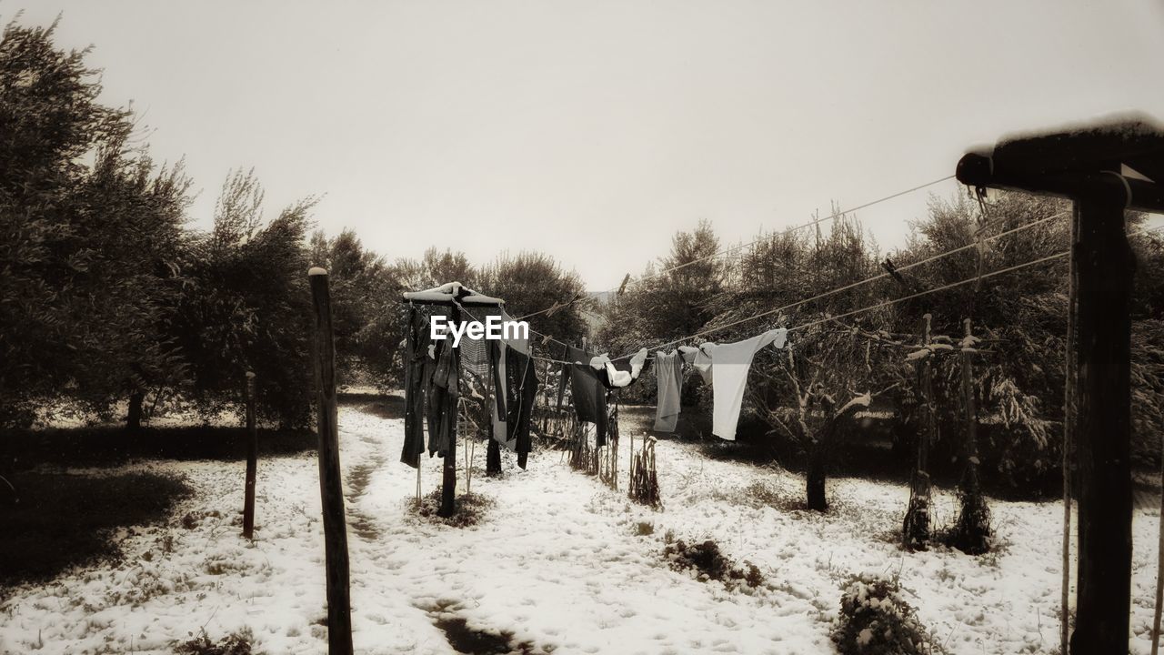 PANORAMIC VIEW OF TREES ON FIELD AGAINST CLEAR SKY DURING WINTER