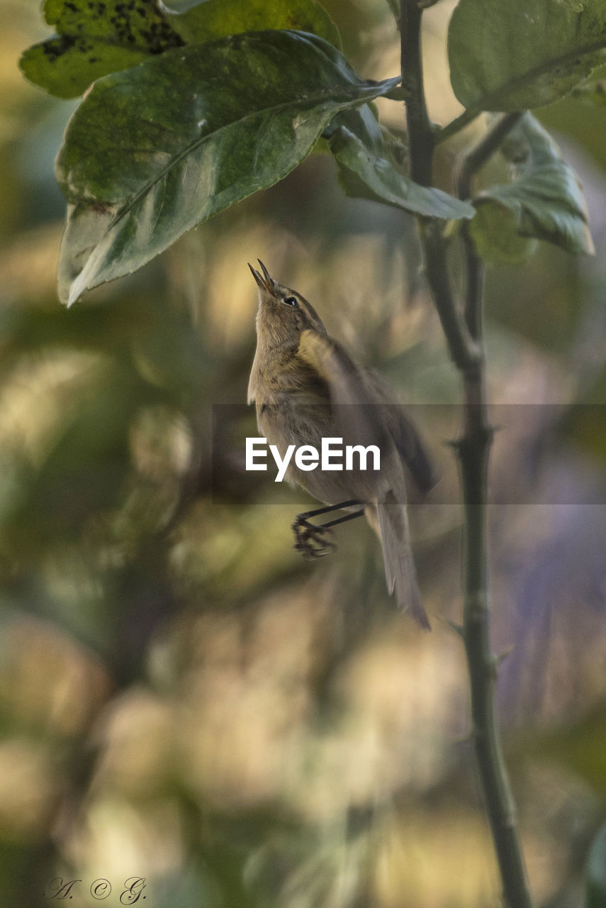 Close-up of bird perching on branch