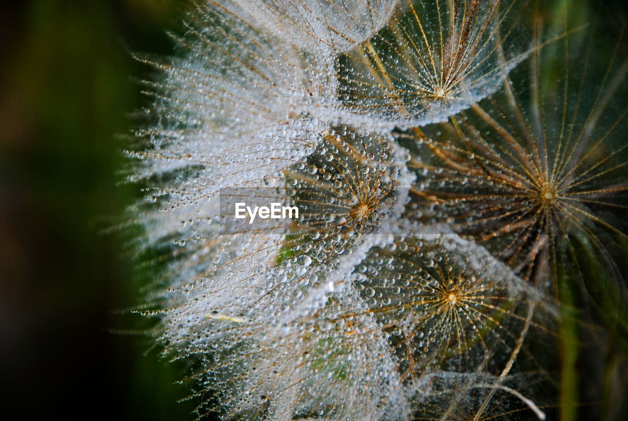 Macro shot of flowering plant