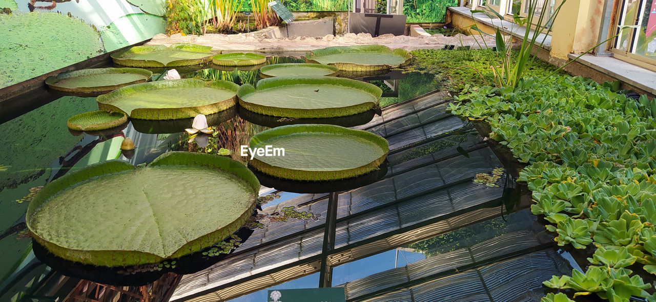 green, garden, high angle view, backyard, plant, nature, no people, day, water, flower, pond, water lily, outdoors, yard, lawn, growth, leaf