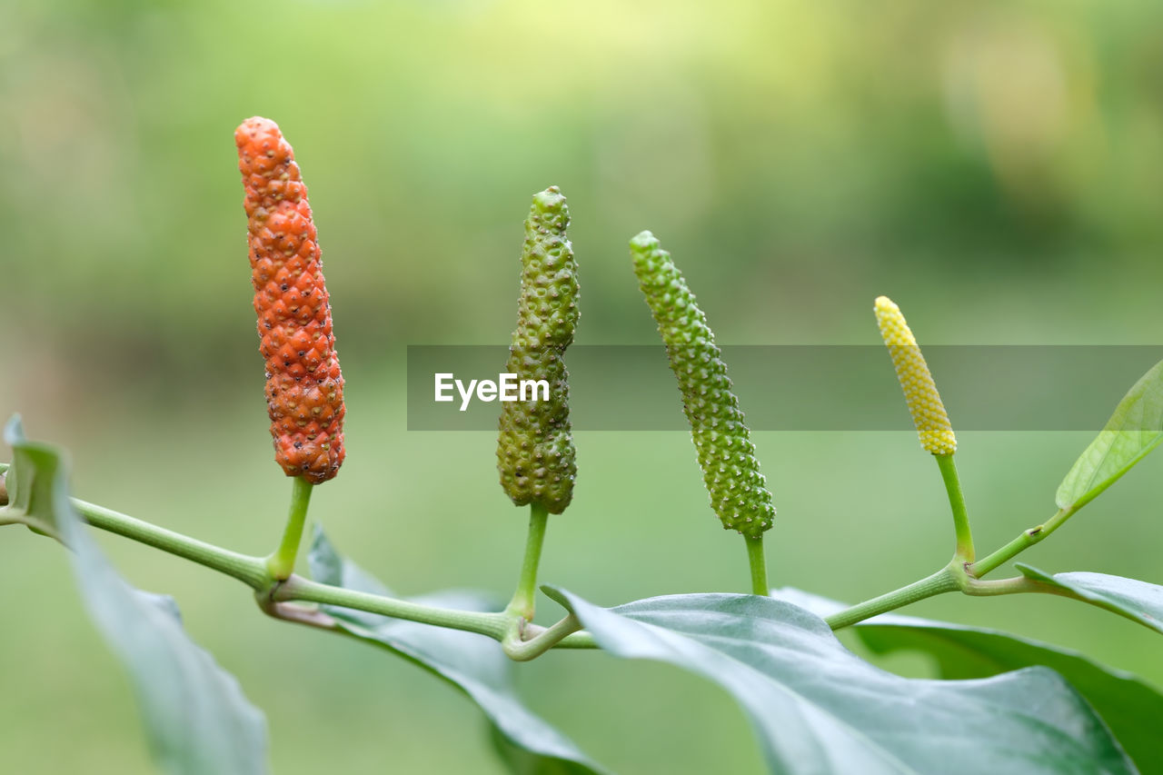 Long pepper, spices and herbs with medicinal properties.