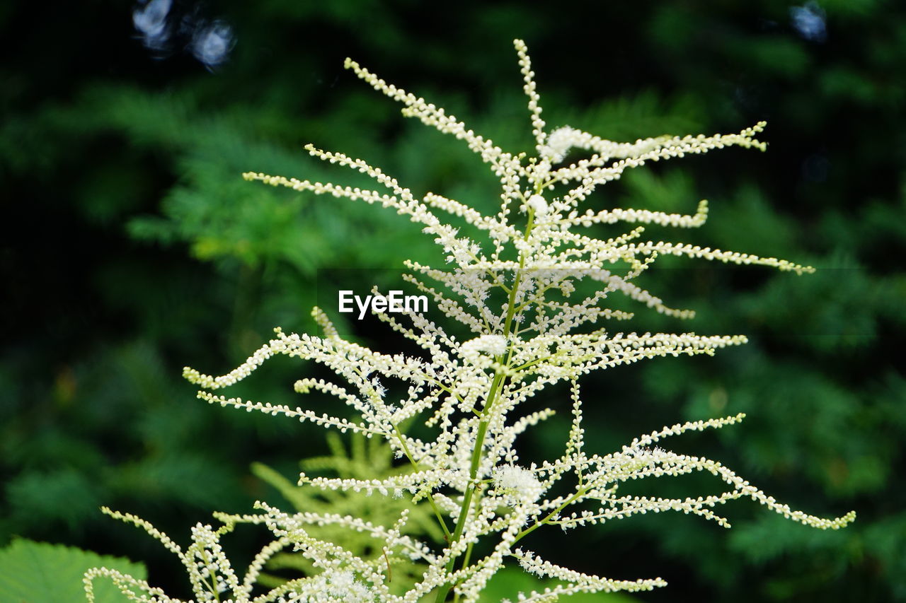 Close-up of plant