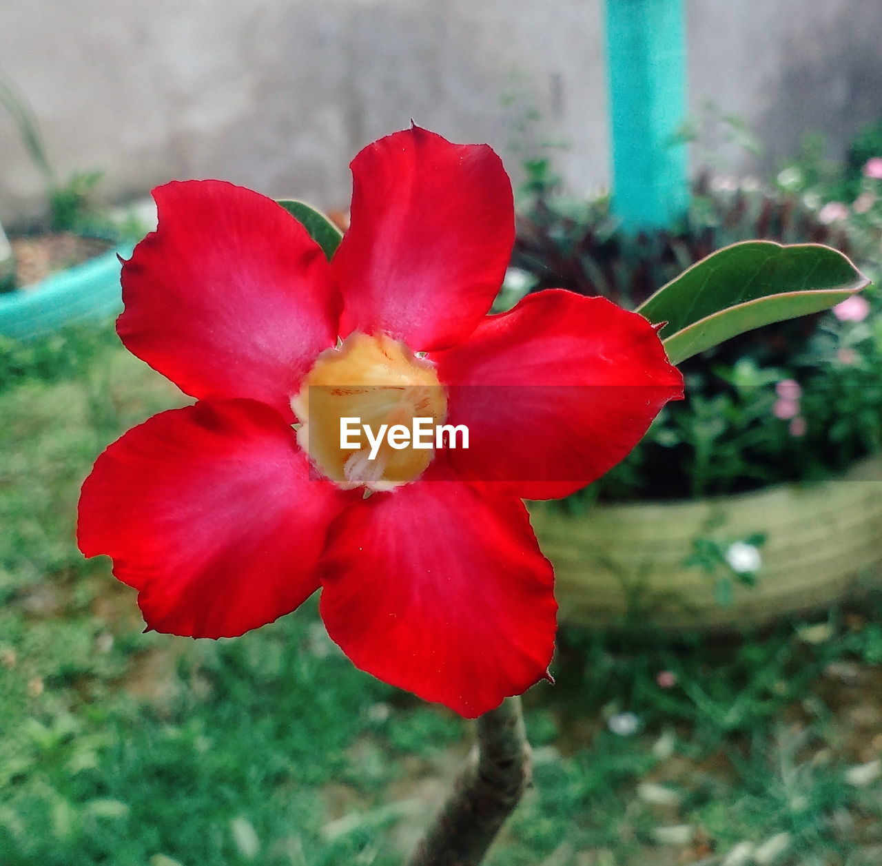 CLOSE-UP OF RED FLOWER