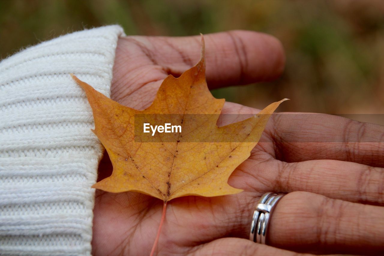 Close-up of hand holding maple leaf during autumn