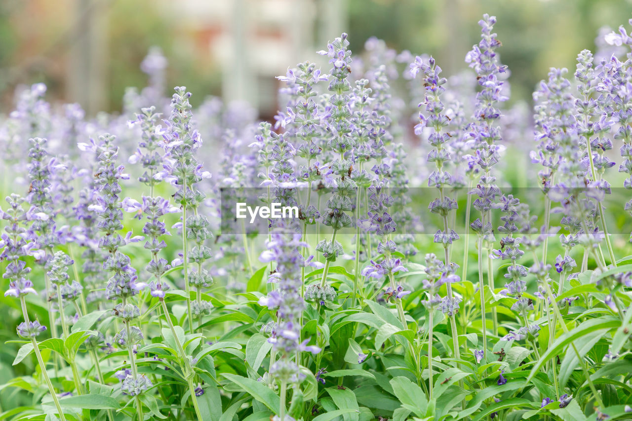 Close-up of purple flowering plants in garden