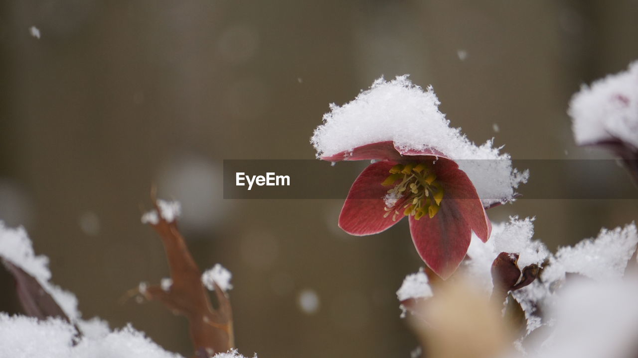 Close-up of frozen plant