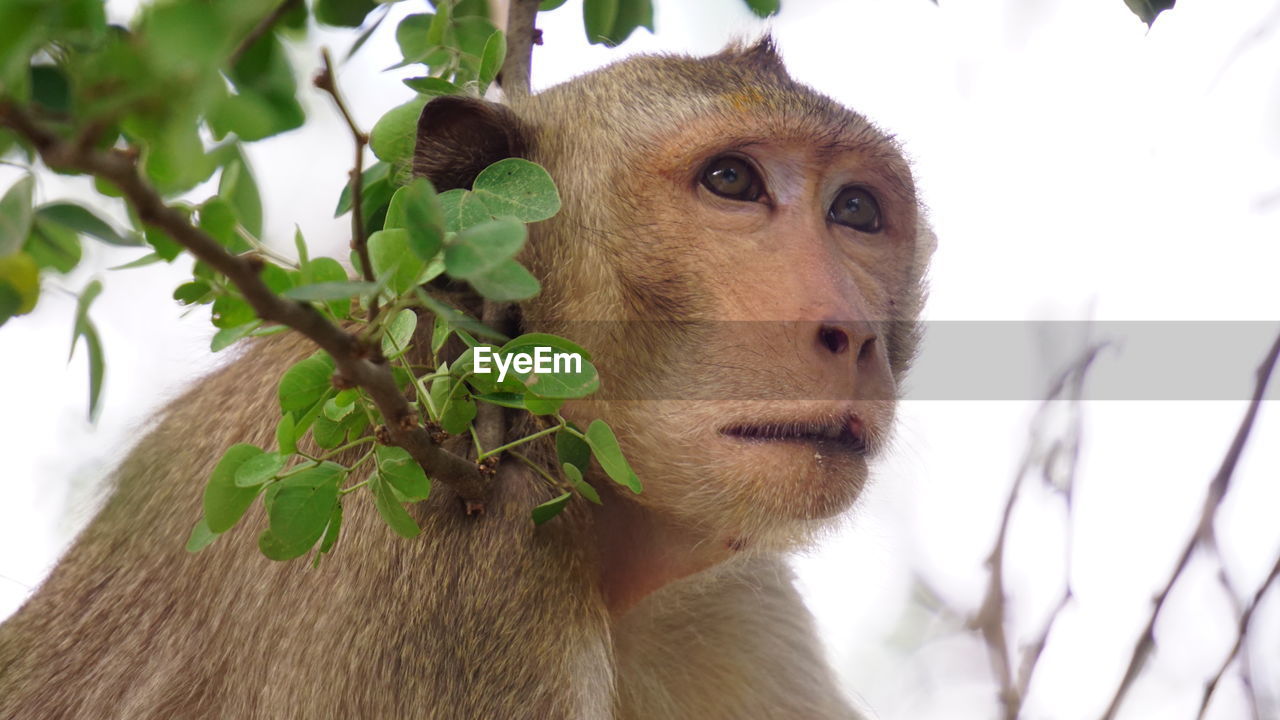 CLOSE-UP OF A MONKEY