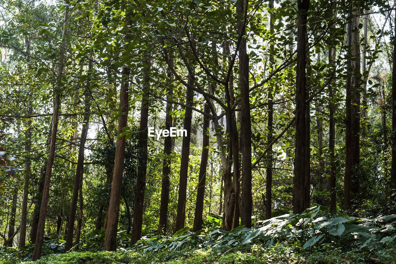 View of trees in forest