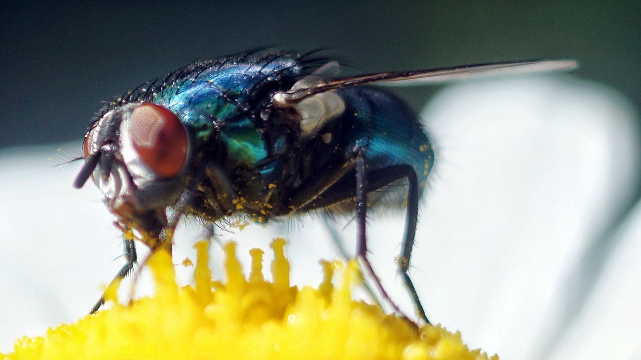 Close-up of housefly on flower