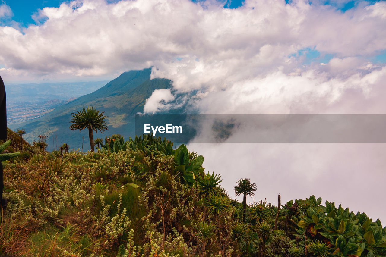 Mount muhabura and mount gahinga seen from mount sabyinyo in mgahinga gorilla national park, uganda