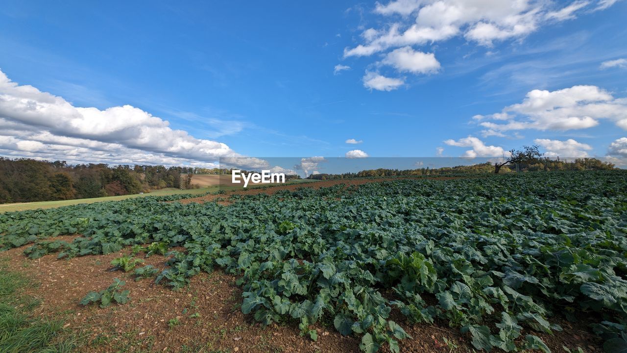 landscape, sky, environment, field, agriculture, land, cloud, plant, nature, scenics - nature, rural scene, food and drink, crop, food, growth, farm, beauty in nature, mountain, vegetable, no people, green, blue, healthy eating, freshness, flower, tree, plantation, rural area, outdoors, in a row, day, tranquility, social issues, soil, travel, valley, plant part, environmental conservation, leaf, abundance