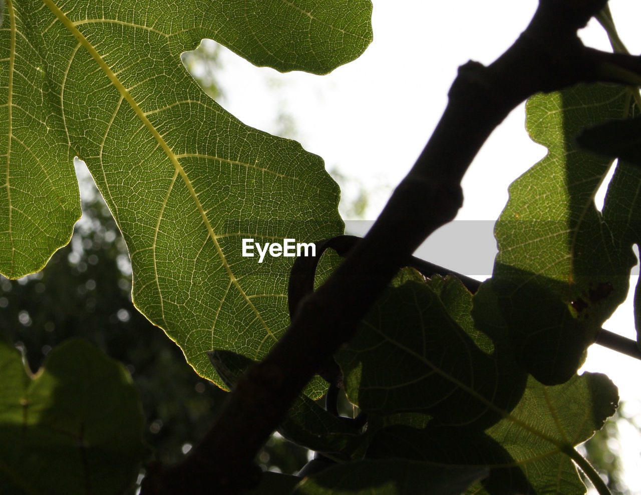 Close-up of leaves