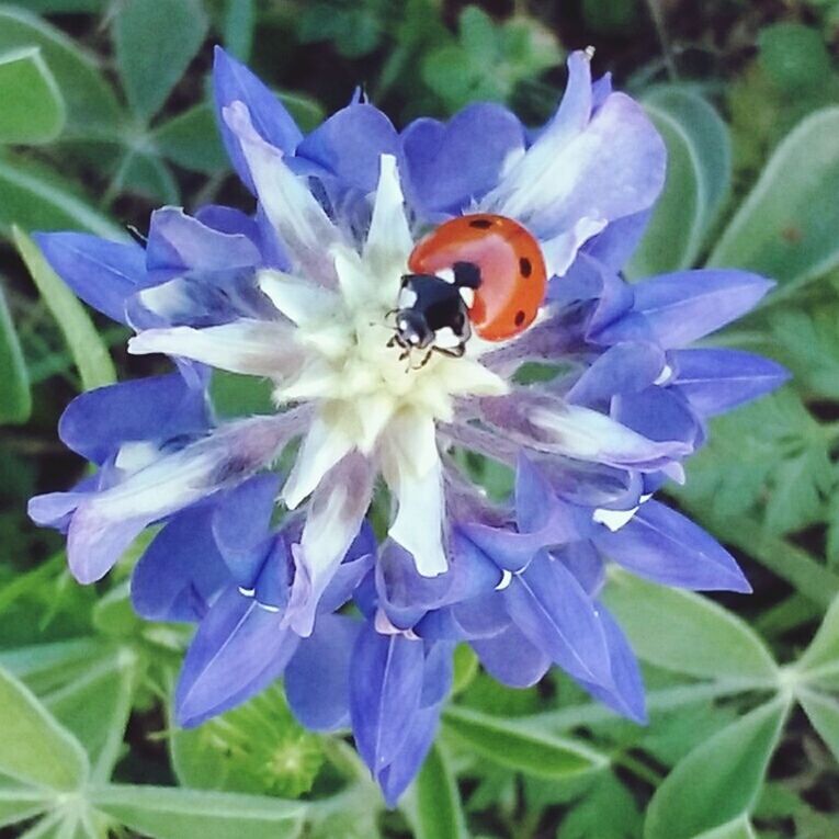 CLOSE-UP OF HONEY BEE POLLINATING ON PURPLE FLOWER