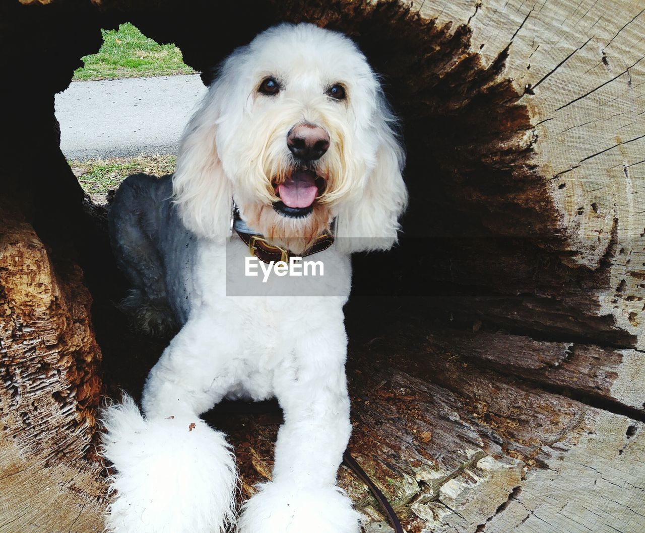 Close-up portrait of goldendoodle amidst tree hole