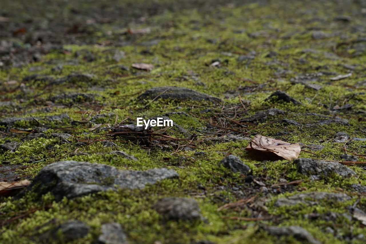 Moss on field at forest