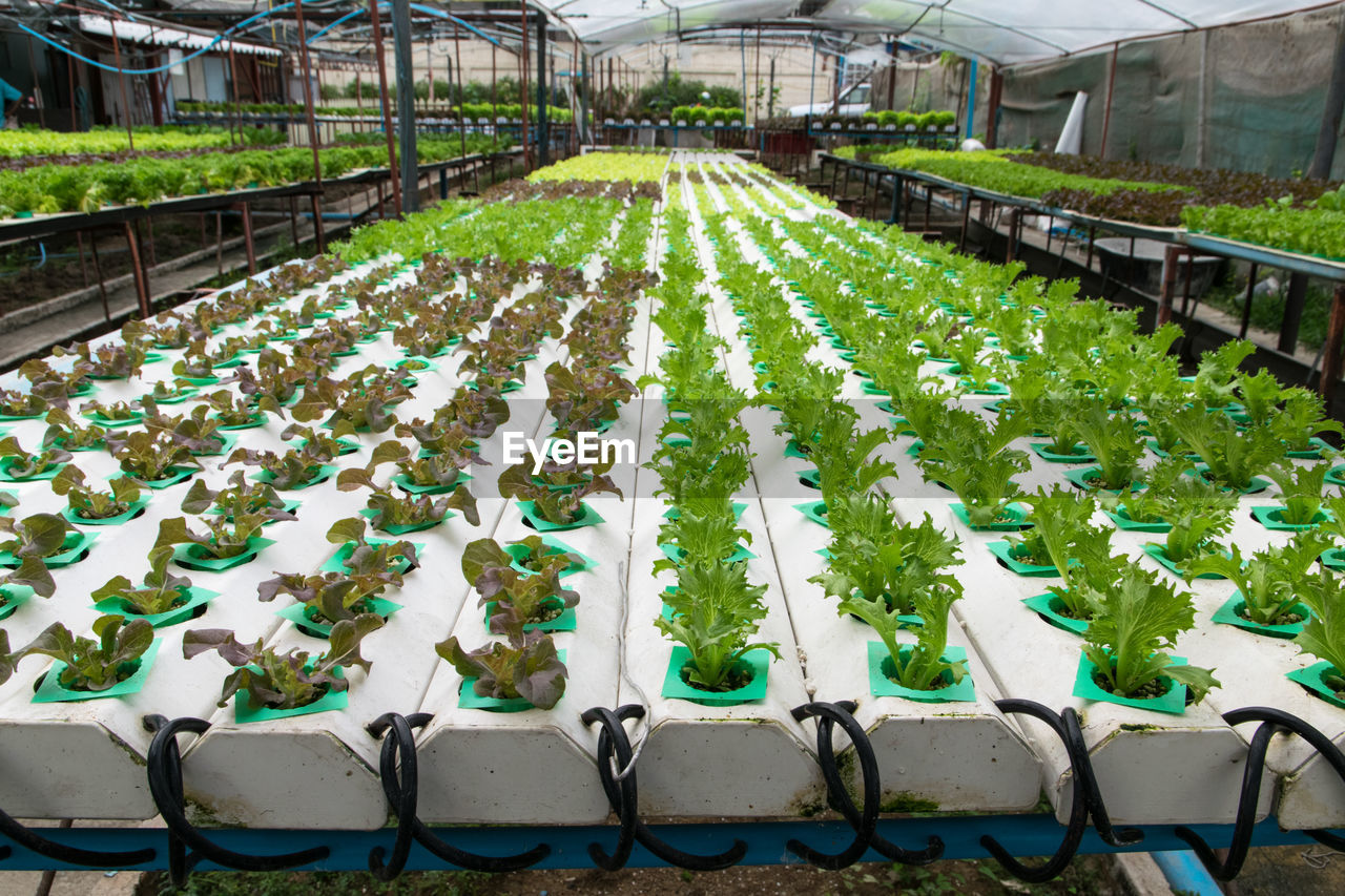 HIGH ANGLE VIEW OF CHAIRS BY PLANTS IN ROW