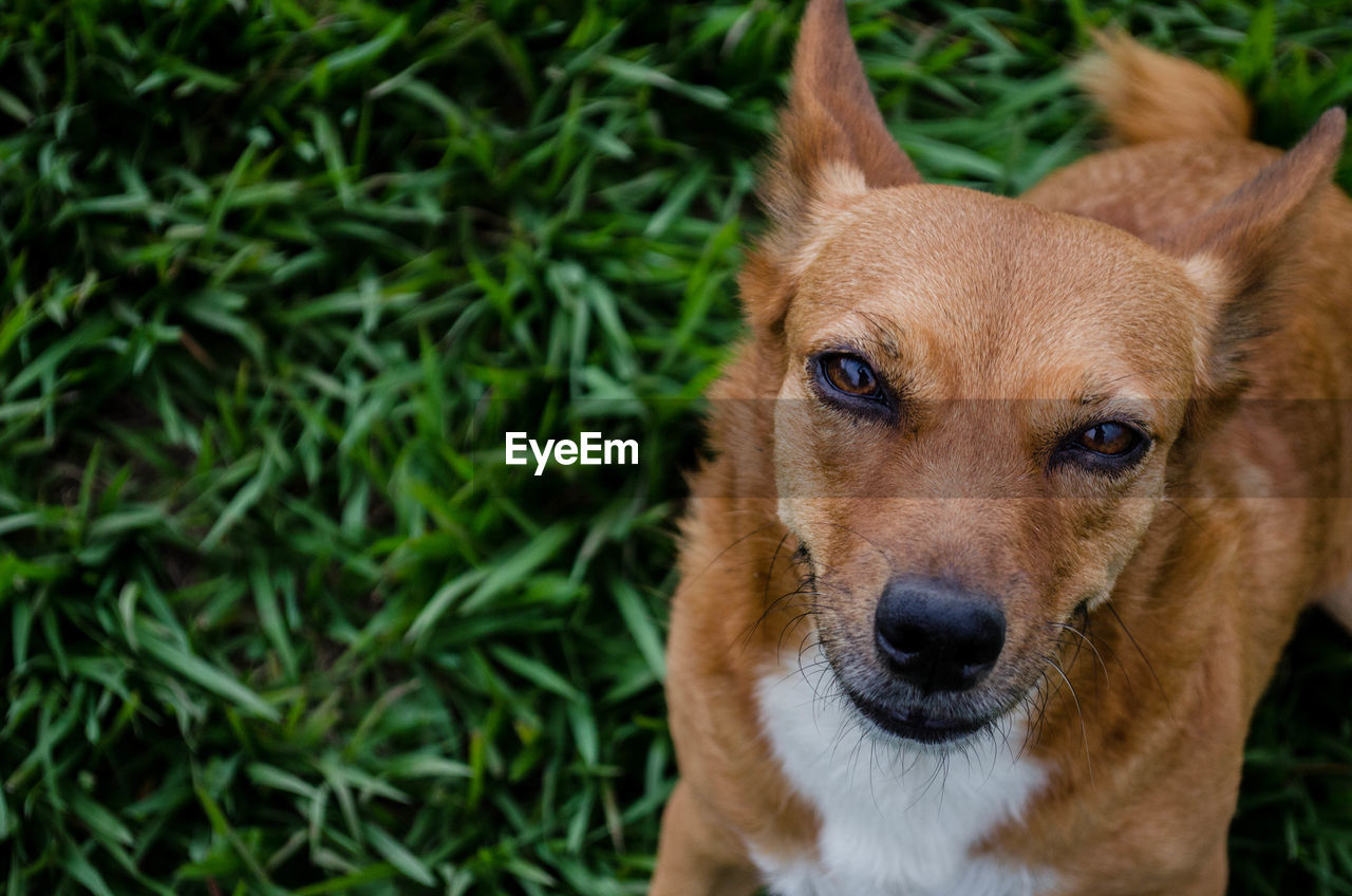 Close-up portrait of dog