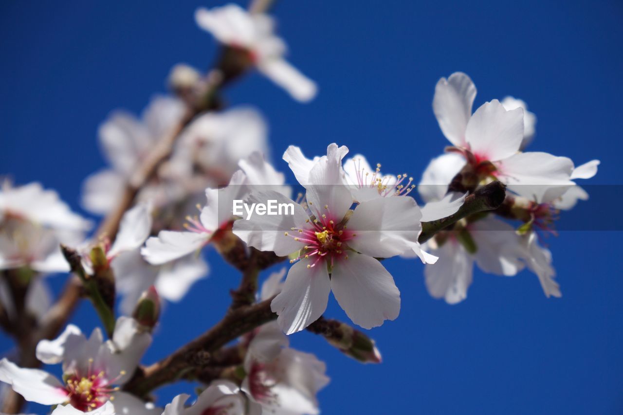 LOW ANGLE VIEW OF WHITE CHERRY BLOSSOM AGAINST SKY