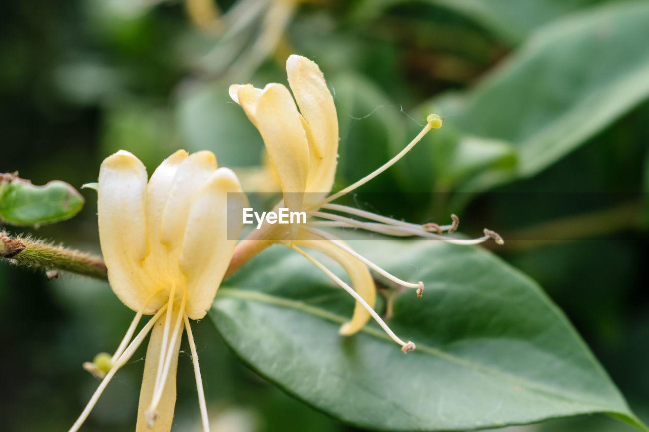 Close-up of flower growing outdoors