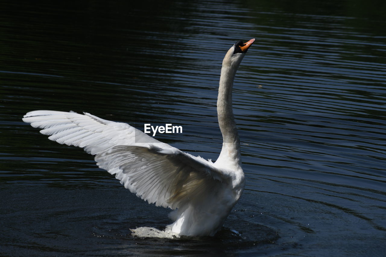 VIEW OF A BIRD FLYING