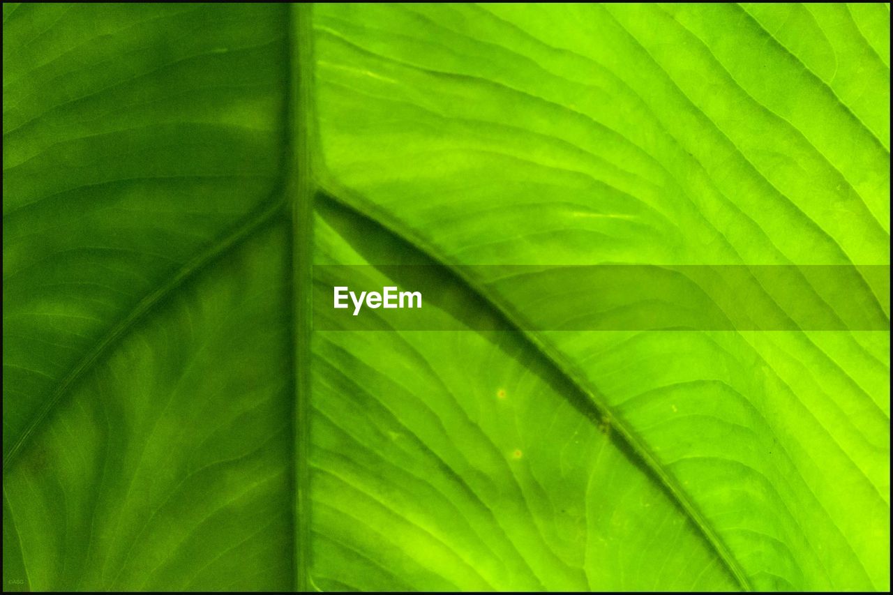 CLOSE-UP OF GREEN LEAF