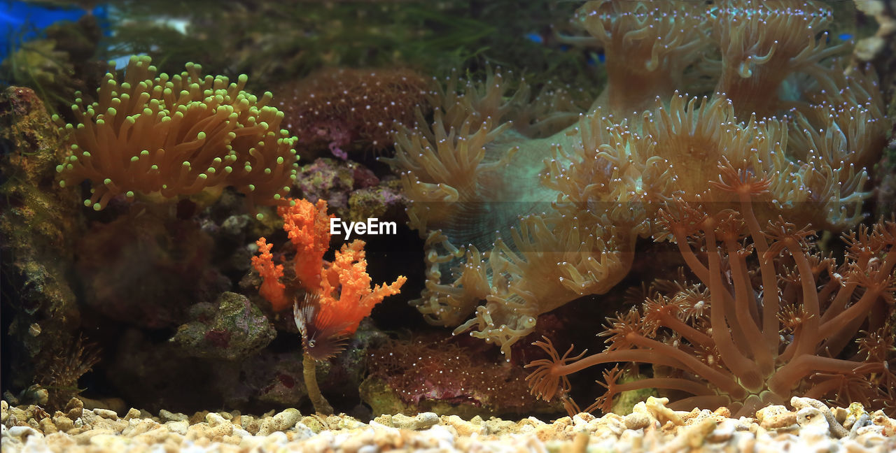 Close-up of fish swimming in sea