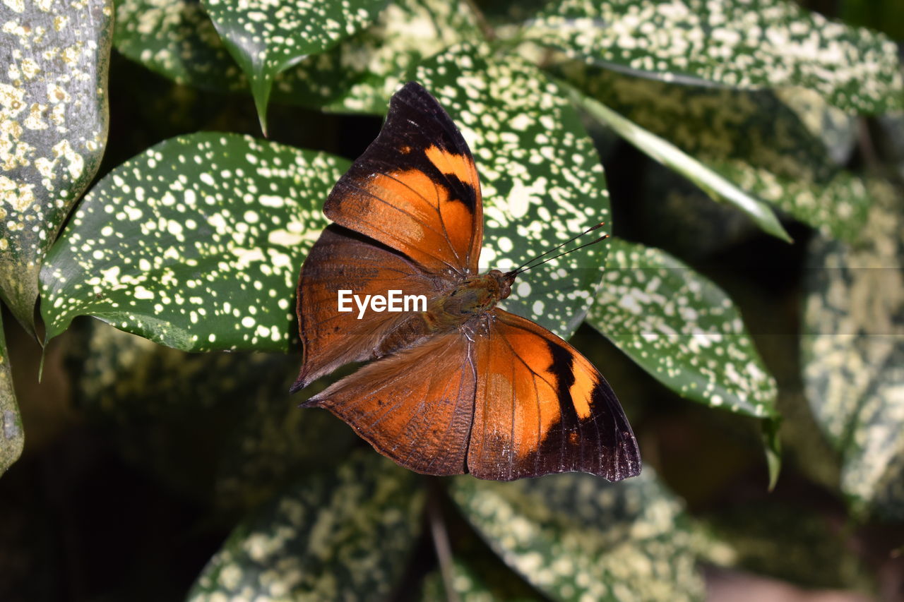 CLOSE-UP OF BUTTERFLY ON LEAF OUTDOORS