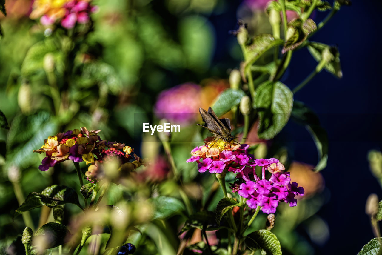 CLOSE-UP OF INSECT ON PINK FLOWER