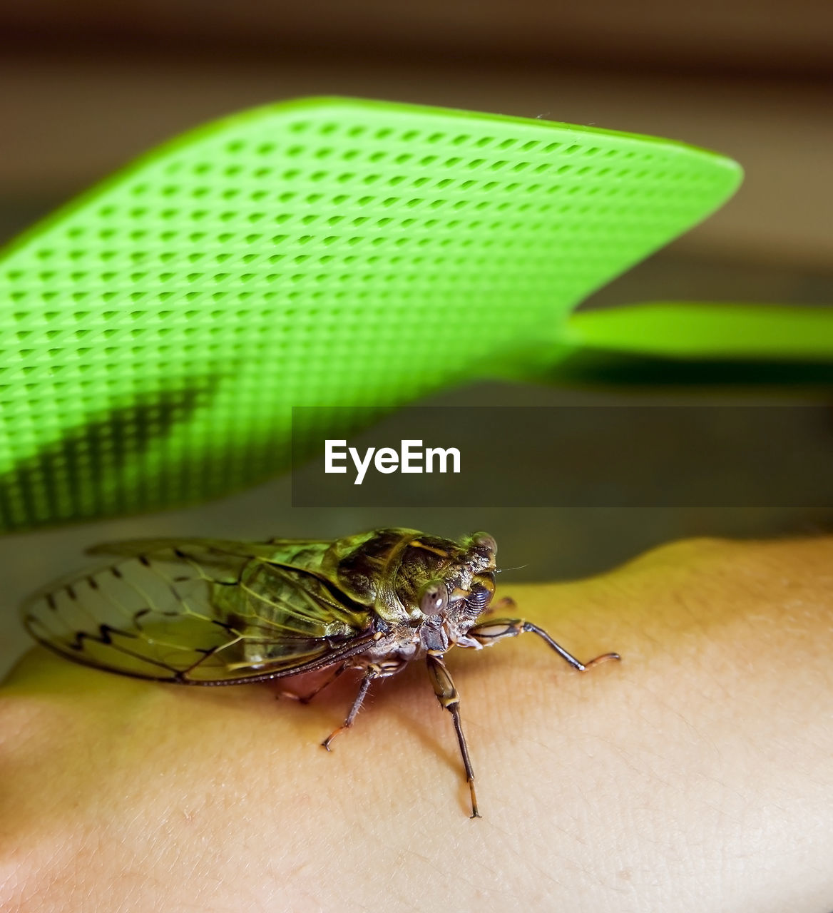 CLOSE-UP OF BUTTERFLY ON HAND