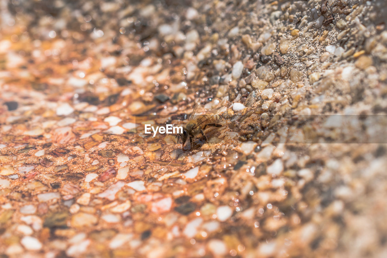 CLOSE-UP OF INSECT ON THE GROUND