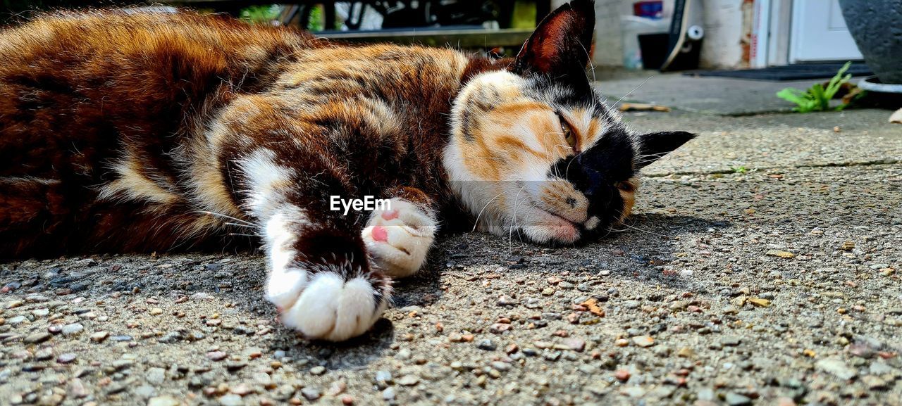 animal, animal themes, mammal, pet, cat, domestic animals, one animal, domestic cat, relaxation, feline, lying down, no people, small to medium-sized cats, day, street, city, felidae, resting, sleeping, kitten, carnivore, nature, canine