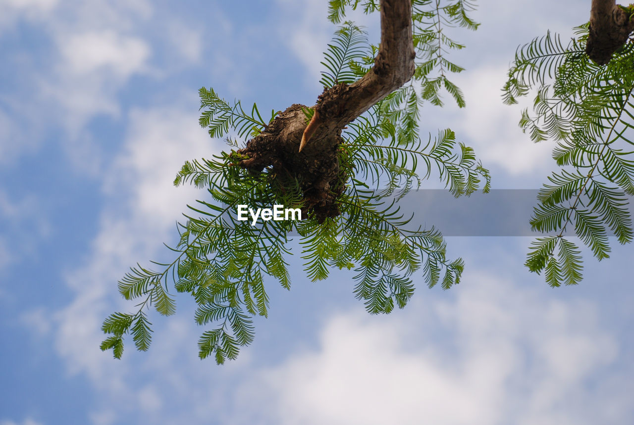 LOW ANGLE VIEW OF TREES AGAINST SKY