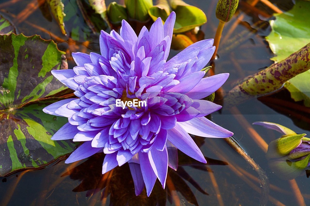 CLOSE-UP OF PURPLE FLOWERS BLOOMING