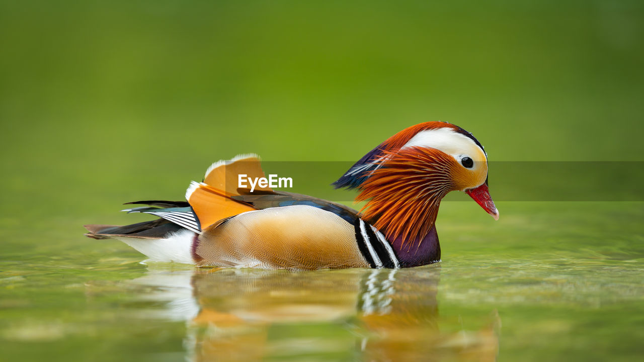 Duck swimming in lake