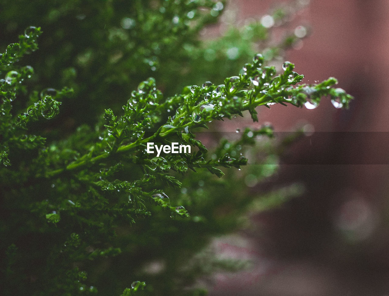 CLOSE-UP OF FRESH PLANT WITH WATER