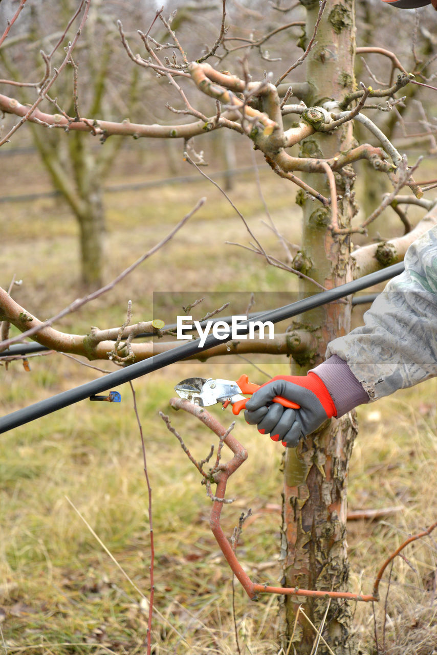 CLOSE-UP OF MAN WORKING ON BIRD WITH TREE