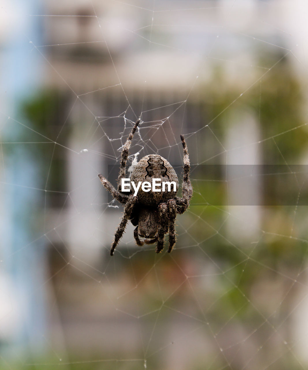 Close-up of spider on web