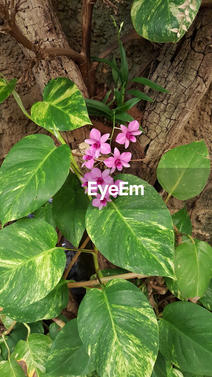 CLOSE-UP OF PINK FLOWER BLOOMING IN PLANT