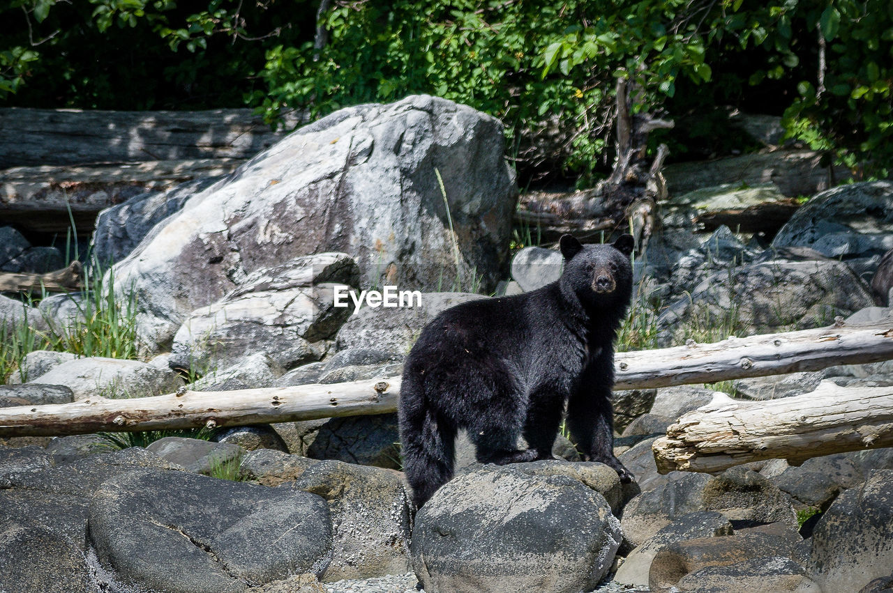 Portrait of black bear standing on rock