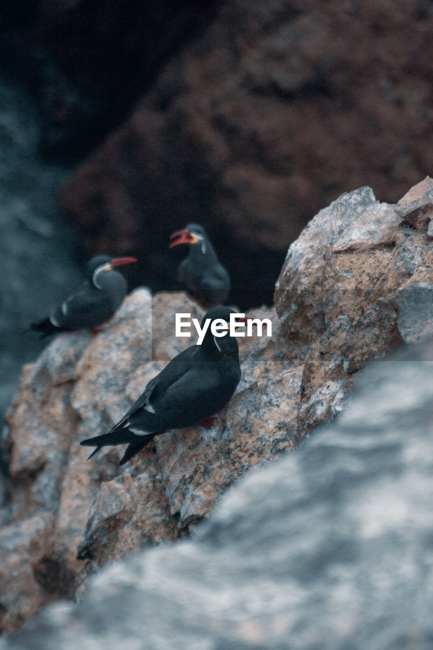 Birds perching on rock