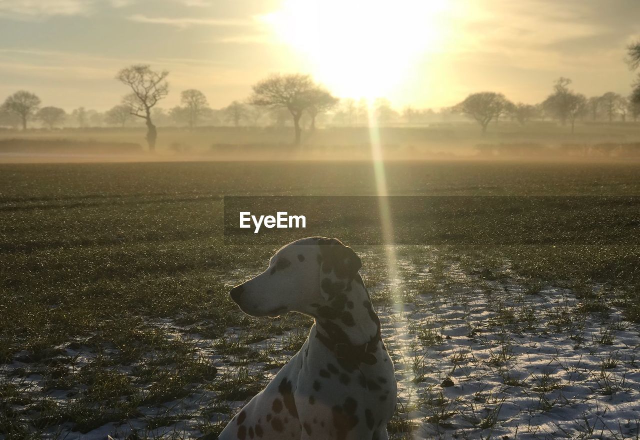 VIEW OF DOG ON FIELD AGAINST SUNSET