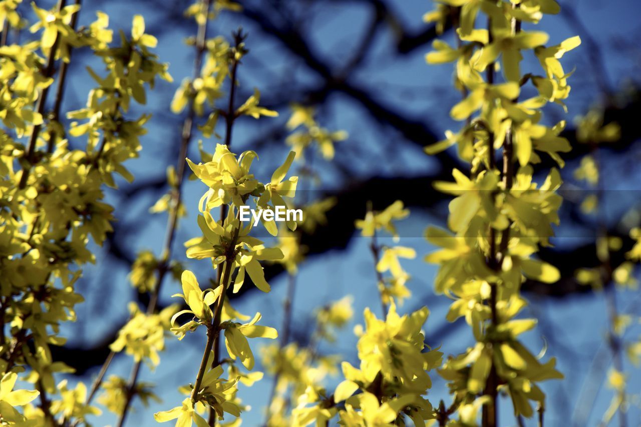 YELLOW FLOWERS BLOOMING ON BRANCH