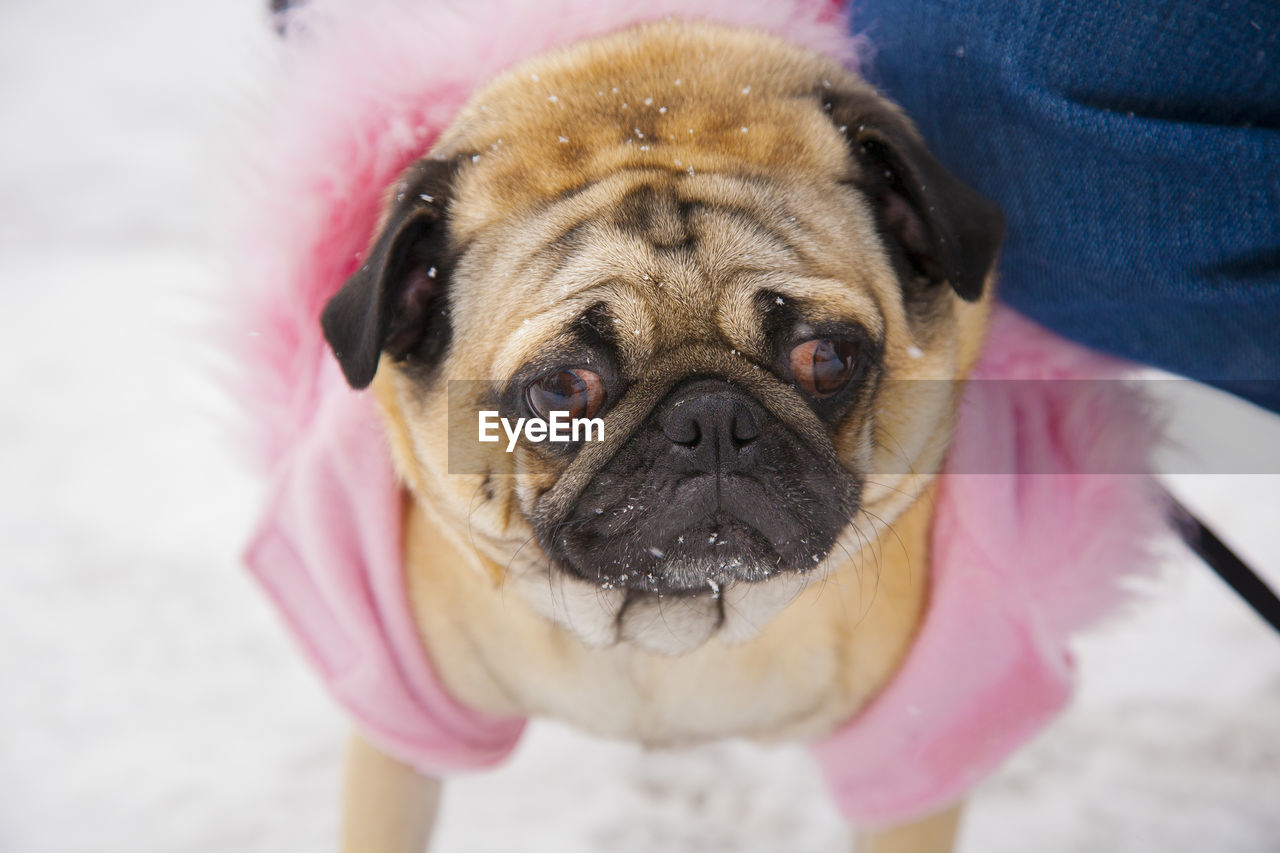 Pug in a pink and red coat.