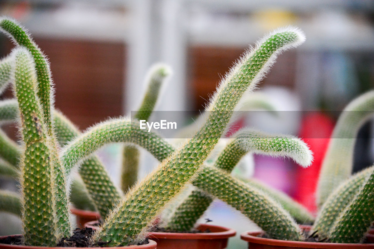 Close-up of succulent plant