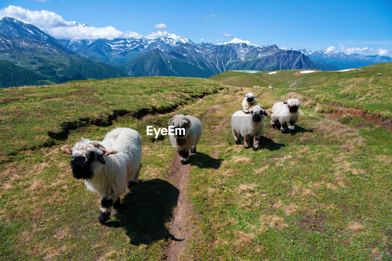 Valais black nose sheep in the swiss alps near rosswald, switzerland