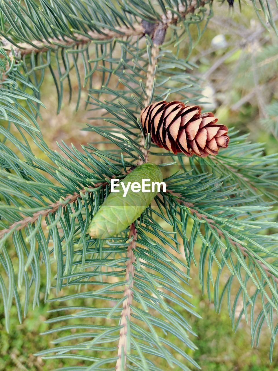 CLOSE-UP OF BUTTERFLY ON PINE TREE