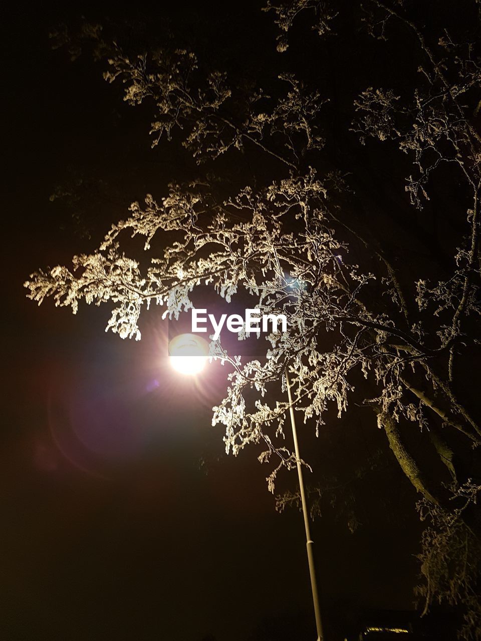 LOW ANGLE VIEW OF ILLUMINATED TREE AGAINST SKY