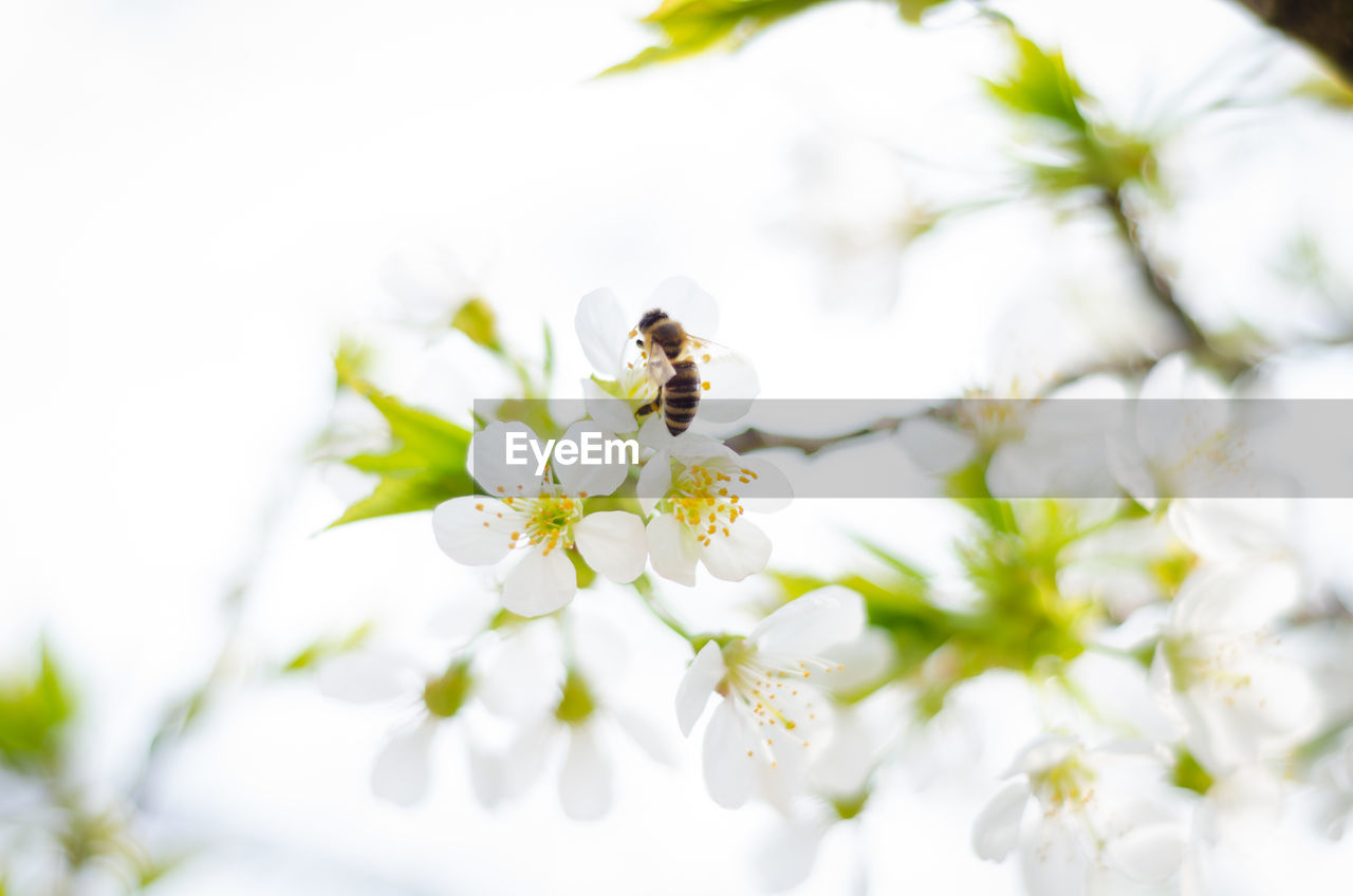 Spring single daisy flower and bee
